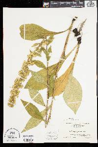 Solidago squarrosa image