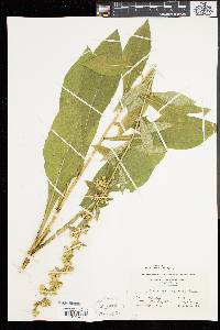 Solidago squarrosa image