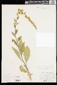 Solidago squarrosa image