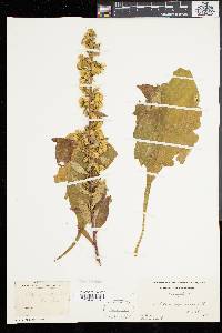 Solidago squarrosa image