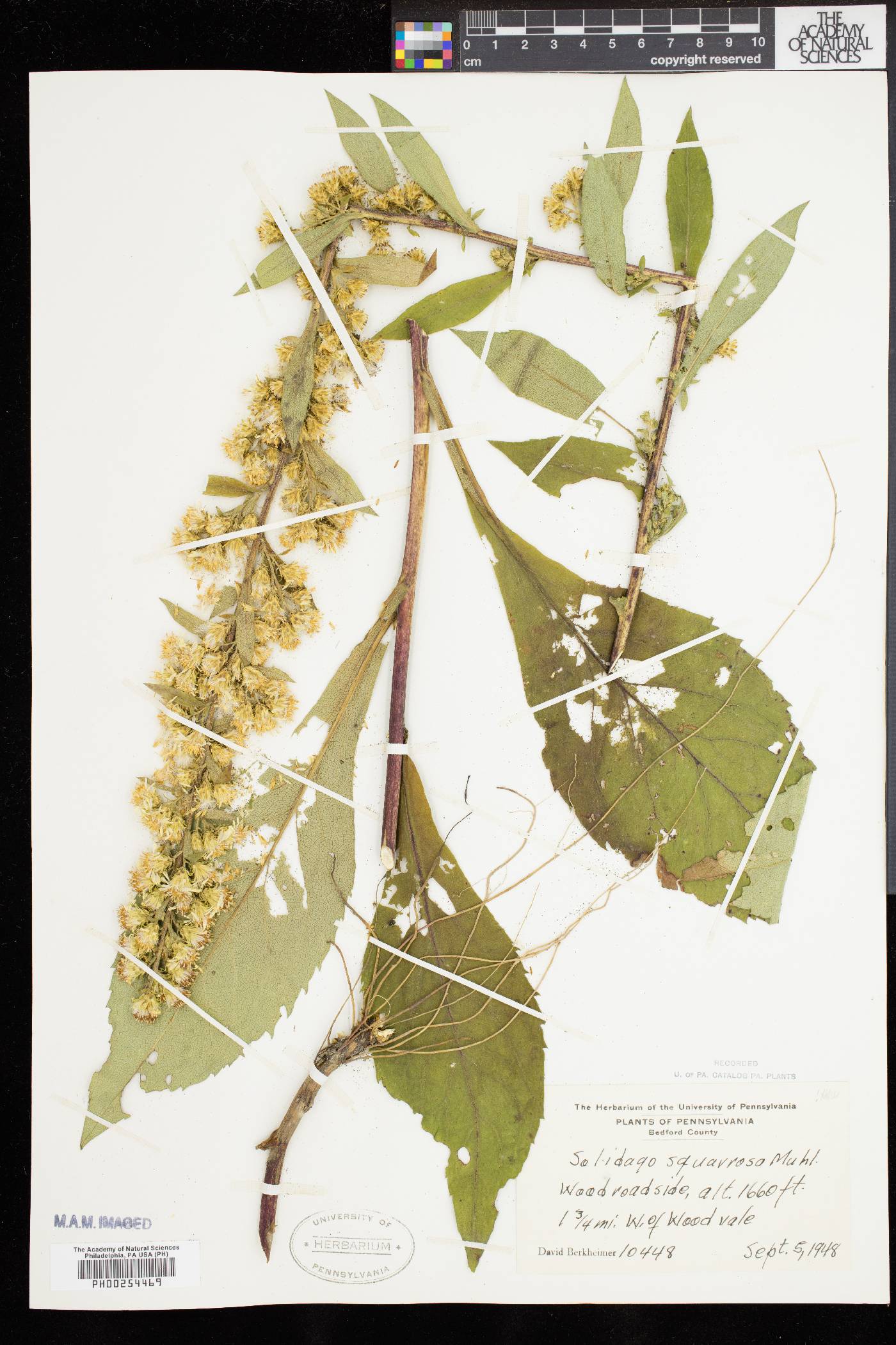 Solidago squarrosa image