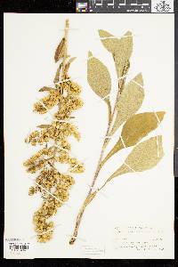 Solidago squarrosa image