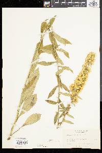 Solidago squarrosa image