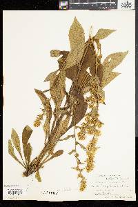 Solidago squarrosa image