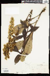 Solidago squarrosa image