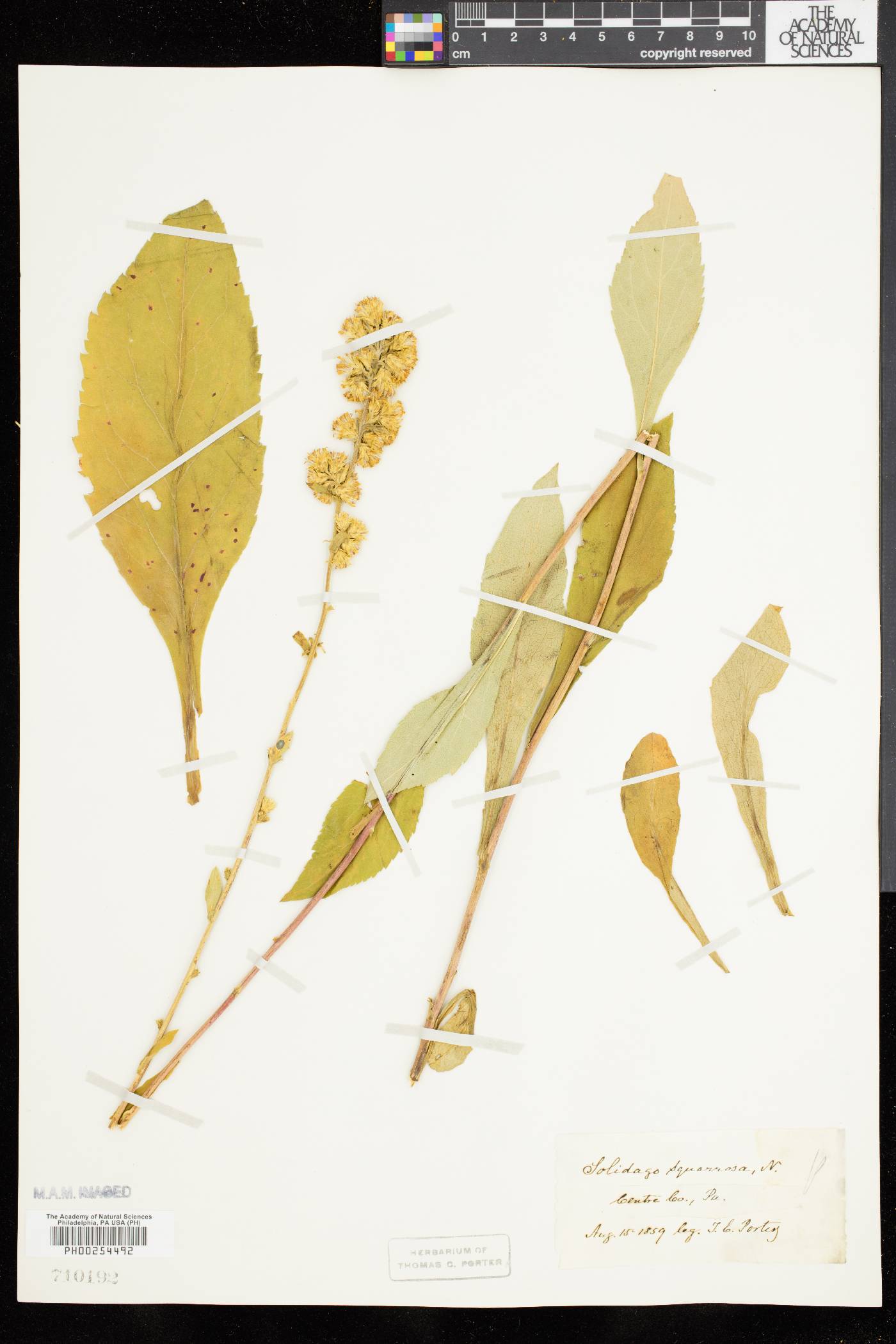 Solidago squarrosa image