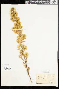 Solidago squarrosa image