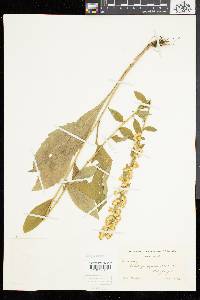 Solidago squarrosa image