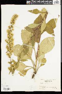 Solidago squarrosa image