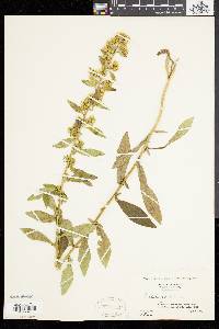 Solidago squarrosa image