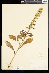 Solidago squarrosa image