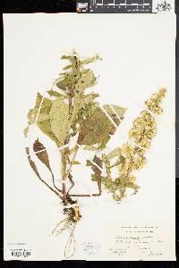 Solidago squarrosa image