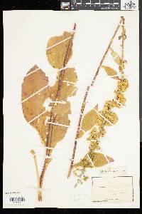 Solidago squarrosa image