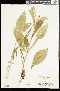 Solidago squarrosa image