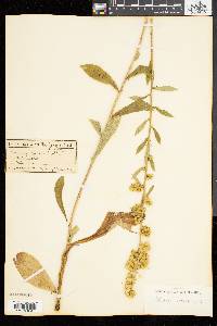 Solidago squarrosa image