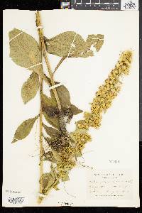 Solidago squarrosa image