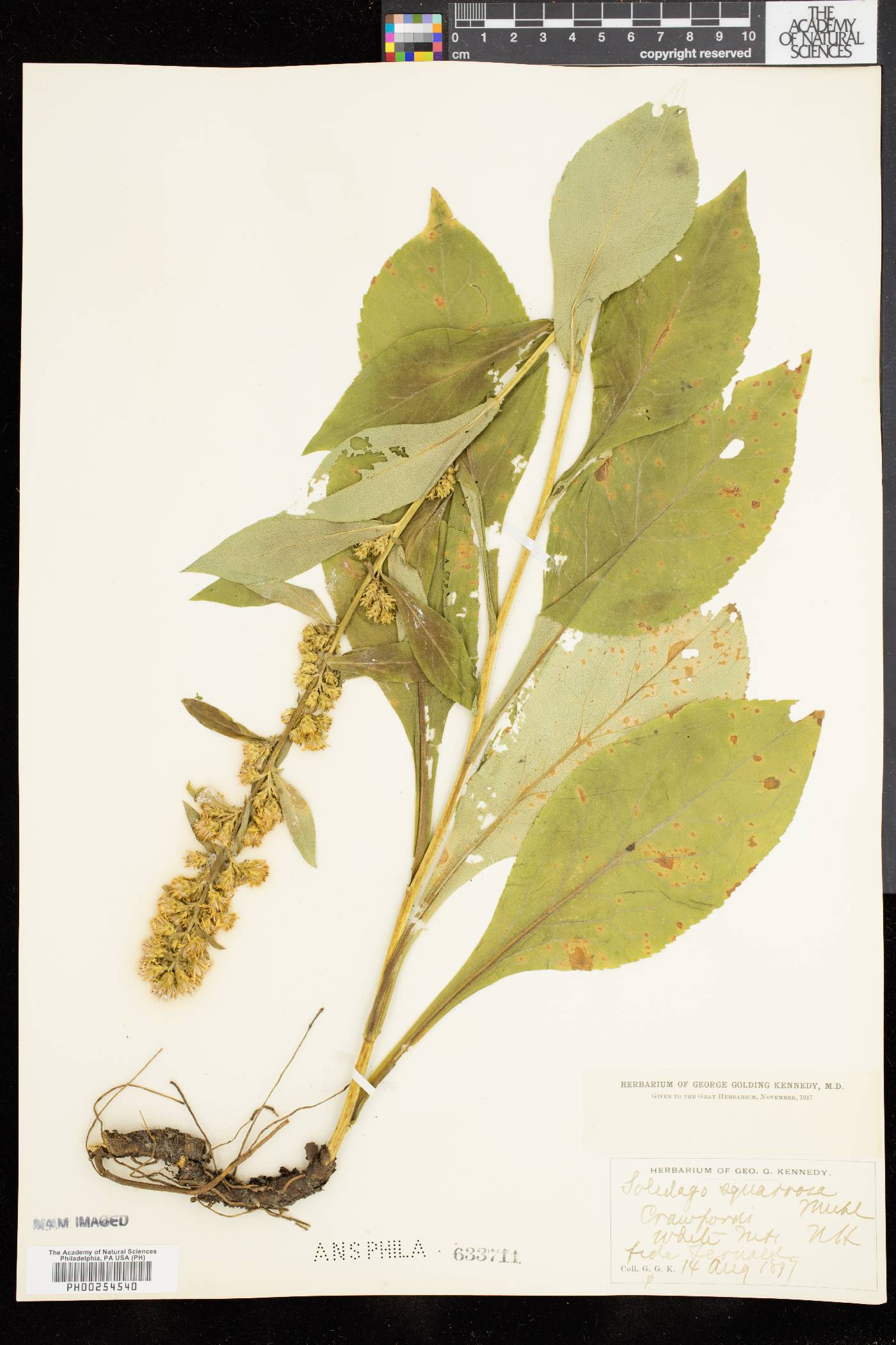 Solidago squarrosa image