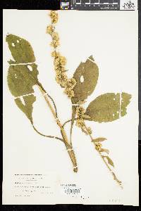 Solidago squarrosa image