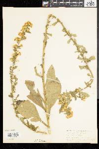 Solidago squarrosa image