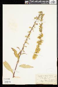 Solidago squarrosa image