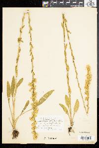 Solidago stricta image