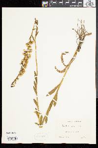 Solidago stricta image