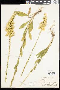 Solidago stricta image