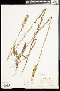 Solidago stricta image