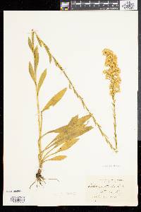 Solidago stricta image