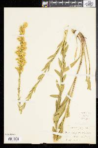 Solidago stricta image