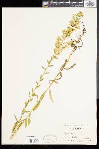 Solidago stricta image