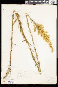 Solidago stricta image