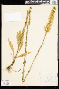 Solidago stricta image