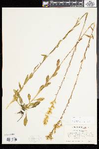 Solidago stricta image