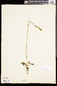 Solidago stricta image