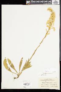 Solidago stricta image