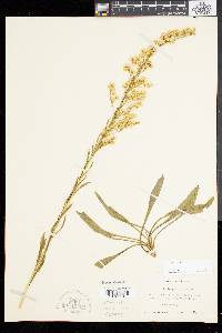 Solidago stricta image