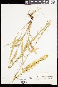 Solidago stricta image