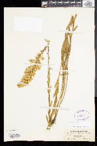 Solidago stricta image