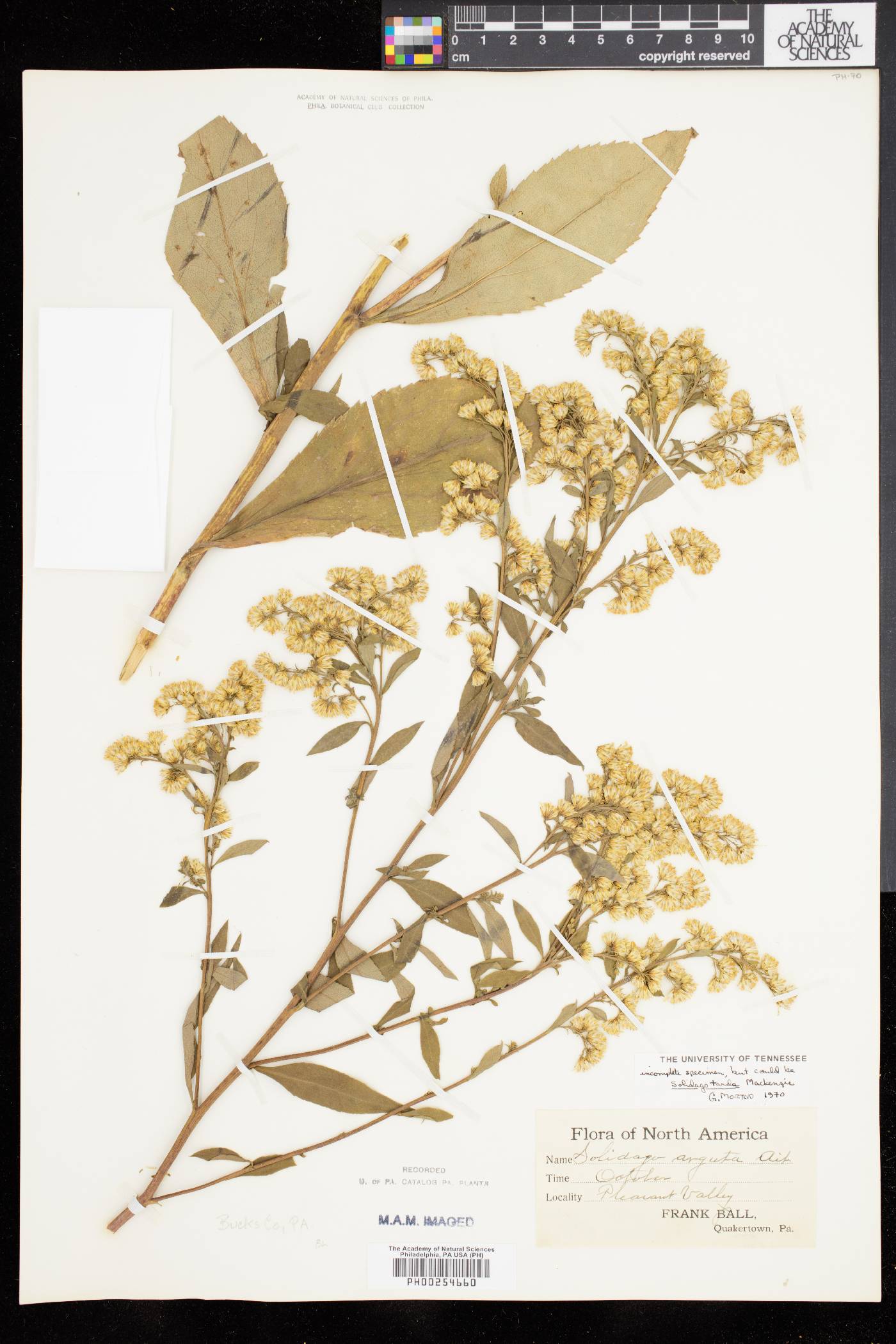 Solidago tarda image