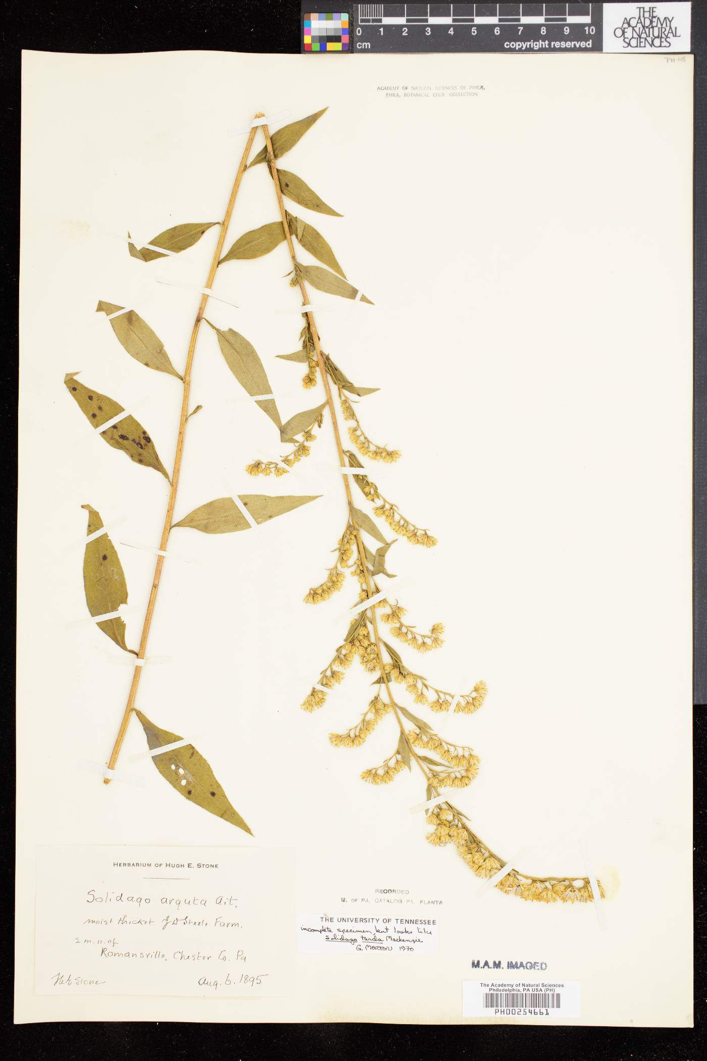 Solidago tarda image