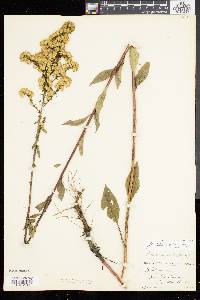 Solidago tarda image