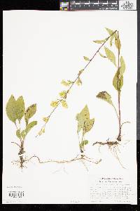 Solidago tarda image