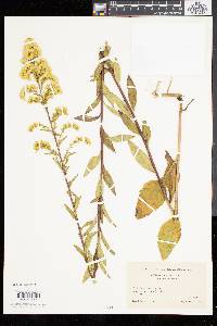 Solidago tarda image