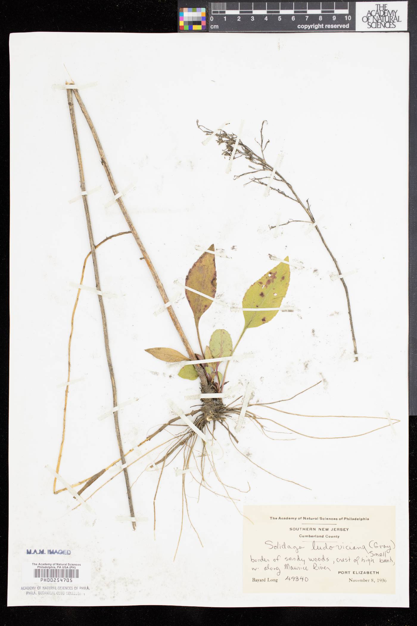 Solidago tarda image