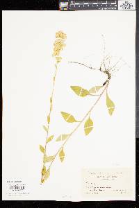 Solidago tarda image