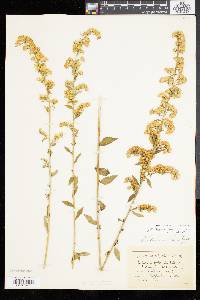 Solidago tarda image