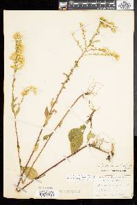 Solidago tarda image