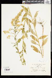 Solidago tarda image