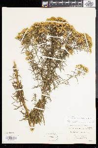 Solidago tenuifolia image